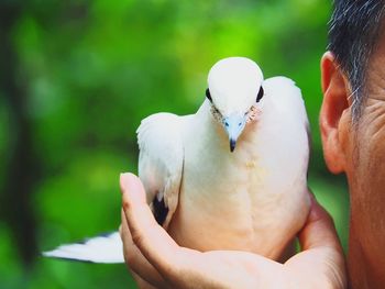 Close-up of hand holding bird