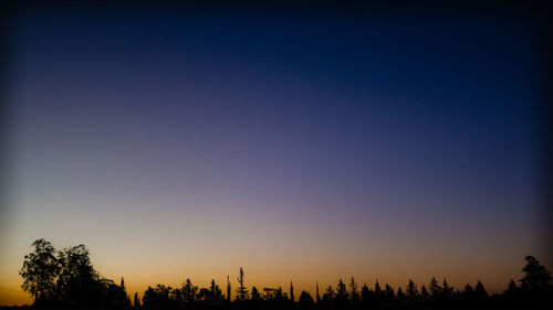 Silhouette trees against clear sky during sunset