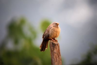 Close-up of bird perching on a branch