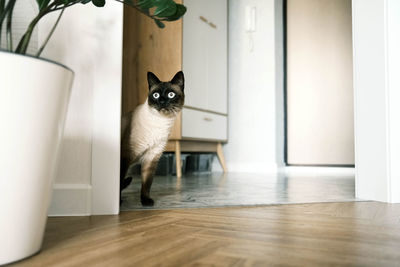 pet