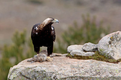 Bird perching on rock