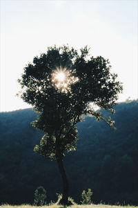 Trees against sky during sunset