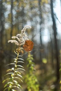 Close-up of flowering plant on tree