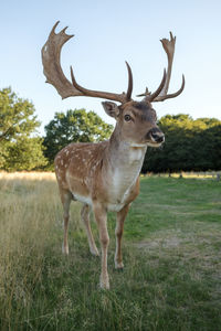 Deer standing in a field