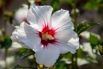 Close-up of white hibiscus flower