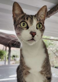Close-up portrait of cat looking at camera