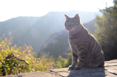 Close-up of cat sitting on mountain at montserrat, catalonia, spain. 