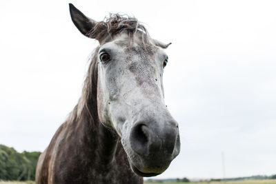 Portrait of horse against sky