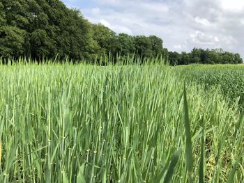 Scenic view of agricultural field against sky