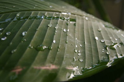 Close-up of water drops on leaf