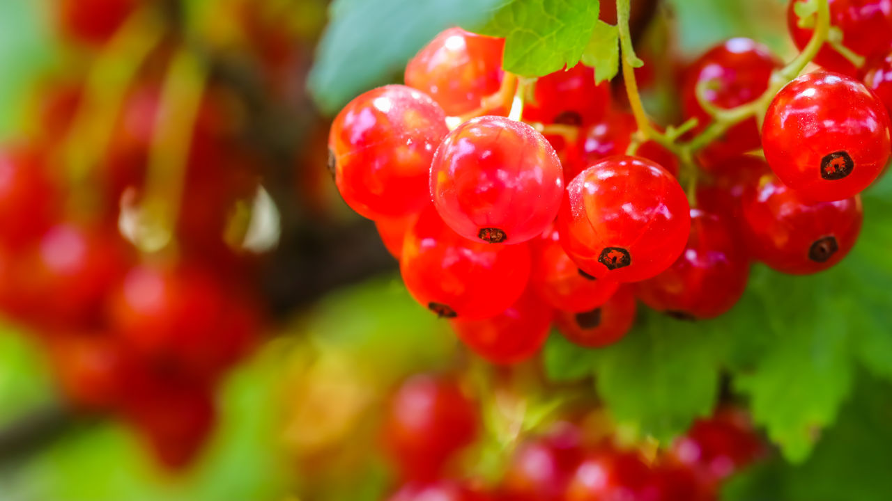 food and drink, food, healthy eating, fruit, red, berry, freshness, produce, plant, close-up, wellbeing, nature, shrub, no people, flower, currant, tree, ripe, rowan, leaf, plant part, growth, juicy, outdoors, focus on foreground, day, red currant, selective focus, bunch, water