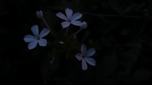 Close-up of white flowers blooming outdoors