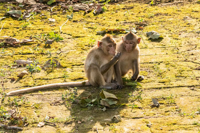 Monkey sitting on stone