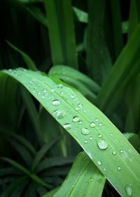 Close-up of raindrops on grass