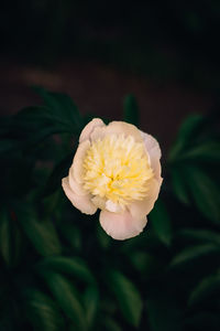 Close-up of yellow flower