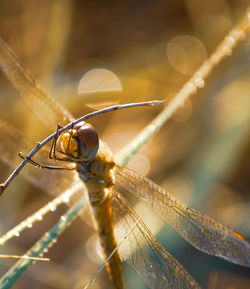 Close-up of dragonfly