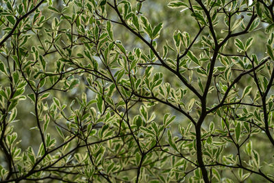 Full frame shot of tree leaves