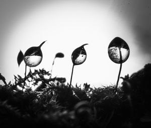 Close-up of plants against sky