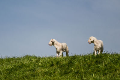 Sheep in a field