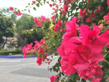 Close-up of pink bougainvillea blooming outdoors