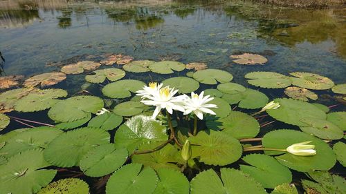 High angle view of lotus water lily in pond