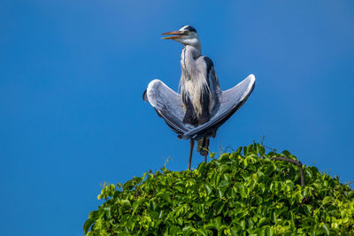 Great egret in the tree