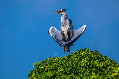 Low angle view of bird perching on plant against blue sky