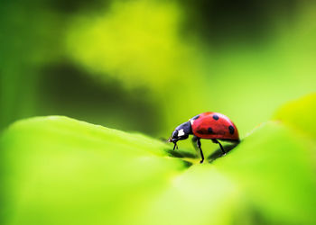 Close-up of ladybug on leaf