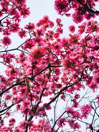 Low angle view of pink cherry blossoms in spring