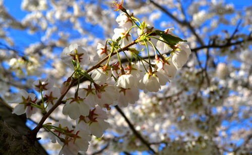 Low angle view of cherry blossoms in spring