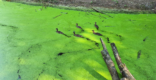 High angle view of leaf on water