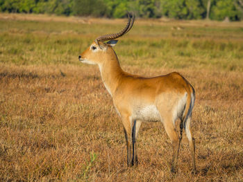 Side view of male red lechwe standing on field, moremi game reserve, 