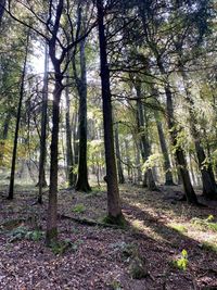 Trees in forest