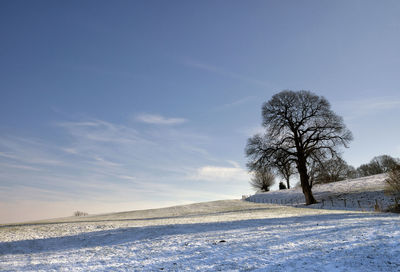 Trees on snow covered field against sky