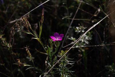 Close-up of pink flowering plant