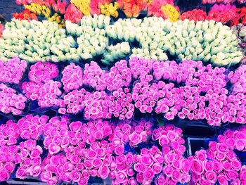 Full frame shot of pink flowers