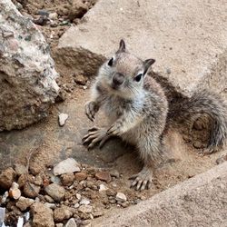 High angle view of squirrel on rock