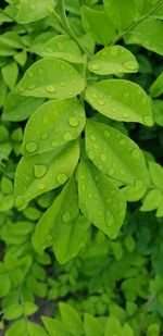 High angle view of plants during rainy season