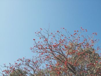 Low angle view of trees against clear blue sky