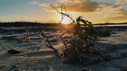 Dead tree on beach at sunset