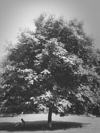 Trees on field