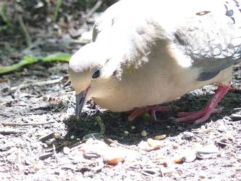 Close-up of birds on field