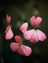 Close-up of pink flowers blooming outdoors