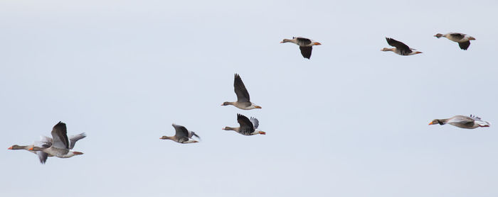 Low angle view of birds flying against clear sky