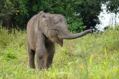 Elephant calf standing on land