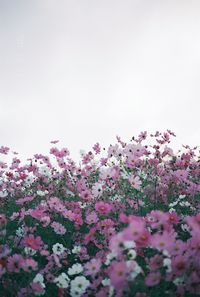 Close-up of pink flowering plants against clear sky