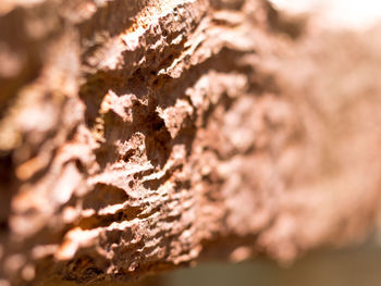 Close-up of tree trunk