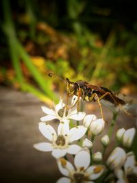 Close-up of insect on flower