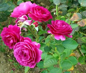 Close-up of pink flowers blooming outdoors