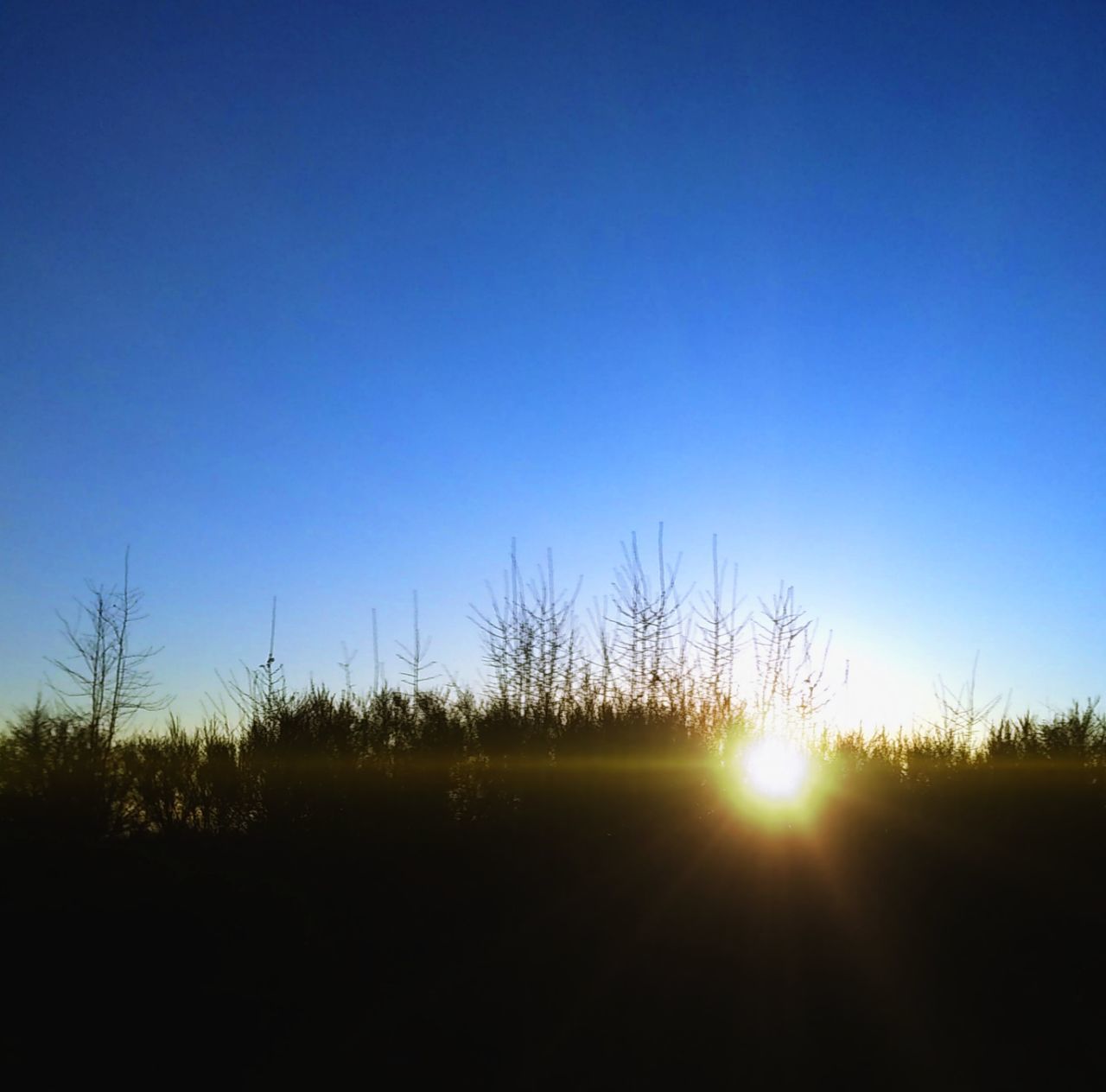 sky, plant, horizon, dawn, nature, tranquility, morning, beauty in nature, blue, sunlight, tranquil scene, sunrise, landscape, scenics - nature, field, clear sky, no people, environment, cloud, light, tree, sun, land, copy space, silhouette, grass, idyllic, non-urban scene, lens flare, growth, outdoors, sunbeam, rural scene, back lit, agriculture